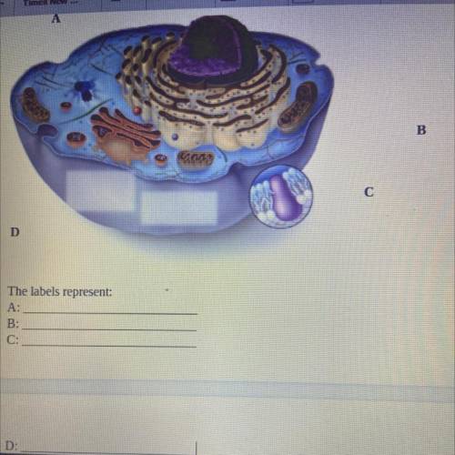 Is this a plant or animal cell and label A B C