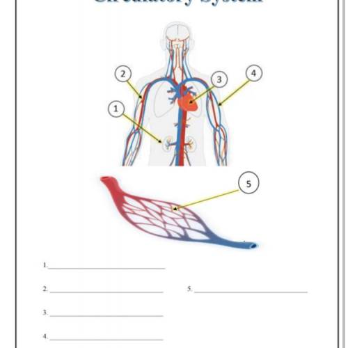 Circulatory system work sheet