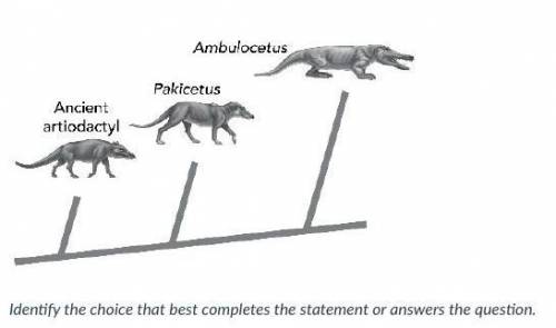 The diagram describes a proposed evolutionary relationship among three ancient species, all of whic