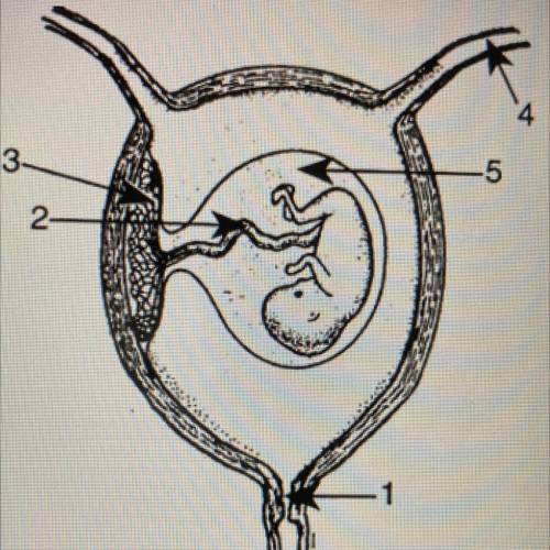 Base your answer to the following question on

the diagram below, which represents a human embryo