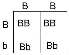 A female parent (Bb) and male parent (BB) are planning to have a child. B= Brown eyes. b= Blue Eyes