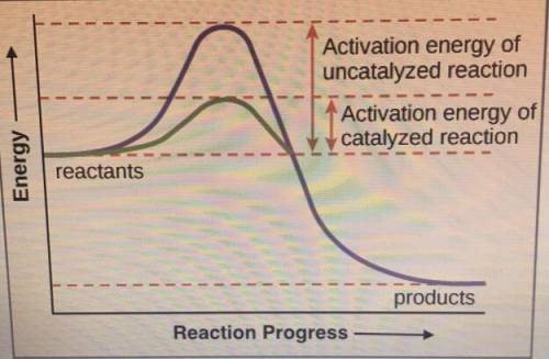 What is the function of an enzyme? Use this graph as evidence to support your claim
