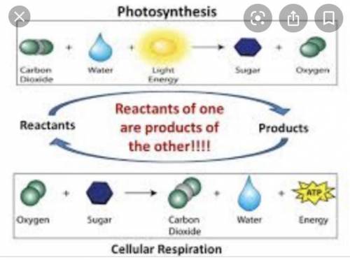 What are reactants of cellular respiration