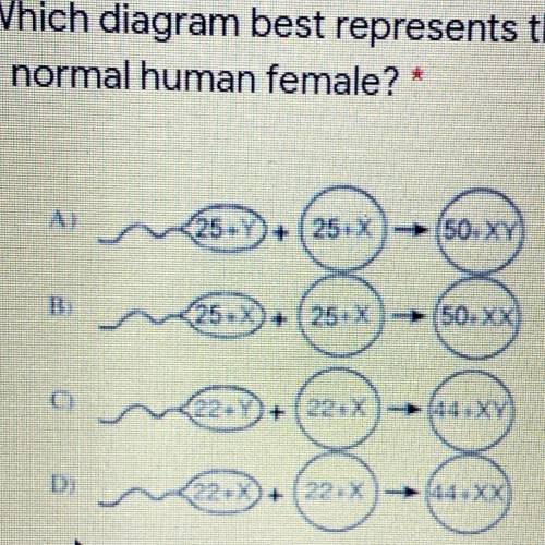 Which diagram best represents the formation of a zygote that could develop into

a normal human fe