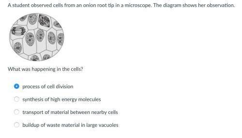 A student observed cells from an onion root tip in a microscope. The diagram shows her observation.