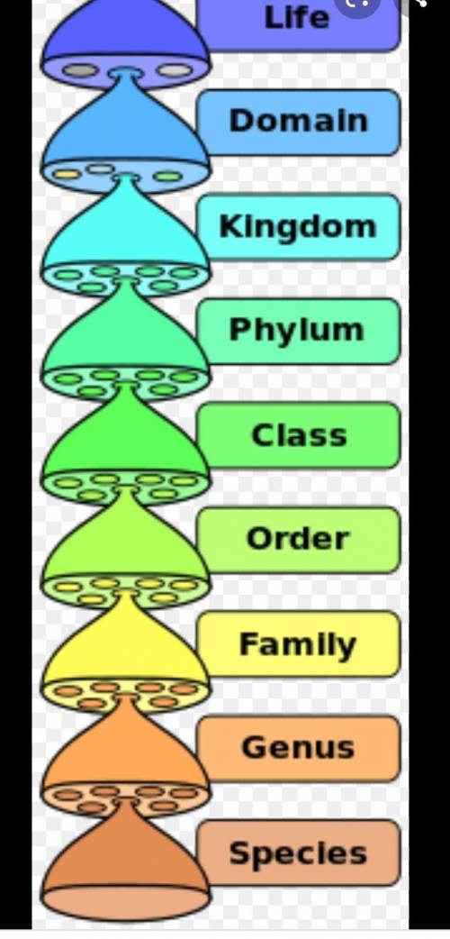 What life within the Kingdom of the fungus predominates today in your hierarchy scale?