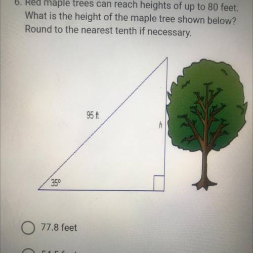 Red maple trees can reach heights of up to 80 feet.

What is the height of the maple tree shown be