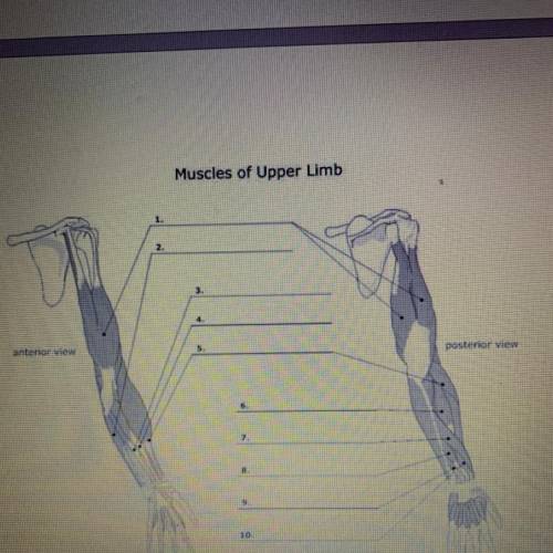 Name of the upper limb