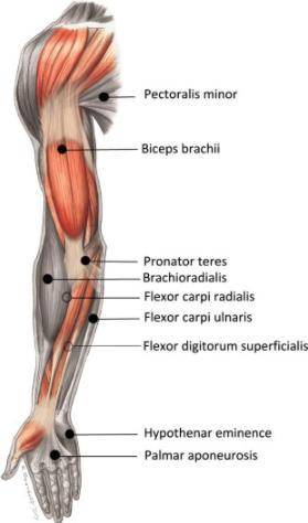 Name of the upper limb