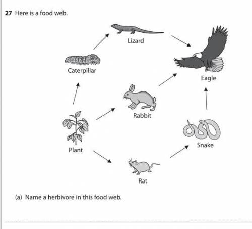 Name a herbivore in this food web.