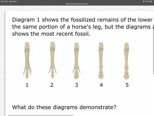 Diagram 1 shows the fossilized remains of the lower portion of a horse's leg. Each subsequent diagr