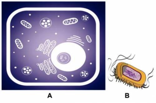 Examine the cell diagrams shown. Which of the following choices identifies the eukaryotic cell for