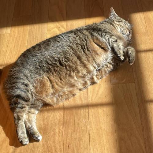 And then there’s the fat cat haha I love her so much tho :( so pretty mwah