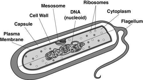 This diagram shows a single-celled organism.

What is the main reason this organism may be classif