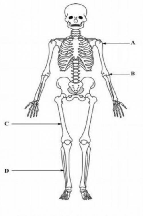 A diagram of a human skeleton. ​