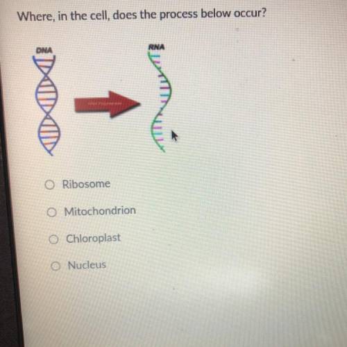 Can some help please? Where, in the cell, does the process below occur?