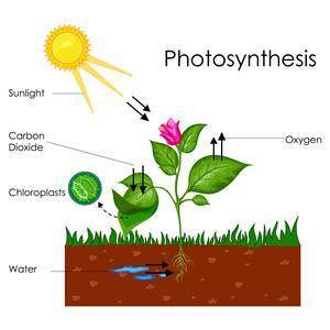 Use the image to answer the question.

A diagram shows the process of photosynthesis. A flowering