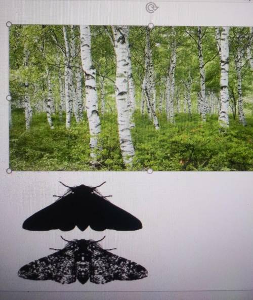 There are two pepper moths shown below. Which moth, the white or black pepper moth, would survive i