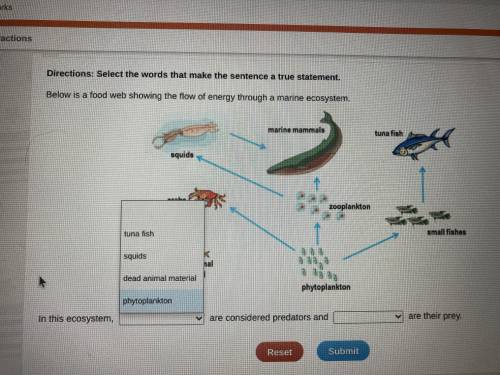 Below is a food web showing the flow of energy through a marine ecosystem

In this ecosystem ___ a