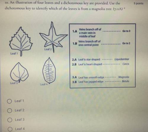 A- Leaf 1
B - Leaf 2 
C - leaf 3
D - leaf 4
