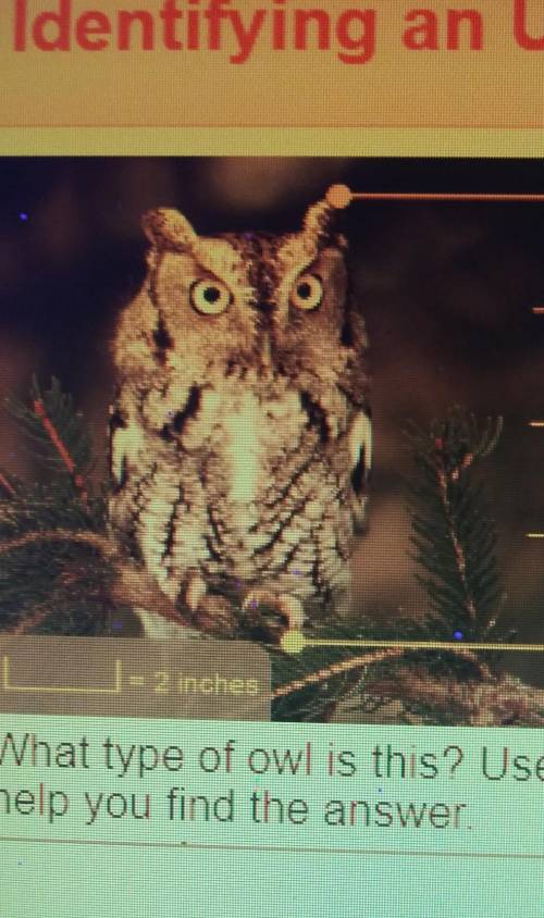 What type of owl is this? Use the dichotomous key to help you find the answer​
