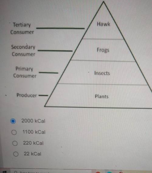 if organisms at the producer level of the pyramid contains 2200 kcalories, how many kcalories will