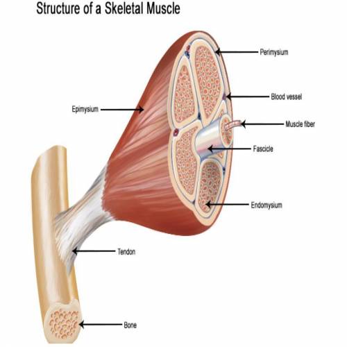Skeletal muscle has a density of 1.06 g/cm3. The average volume of the thigh muscle in a twenty-yea
