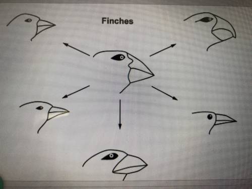 The diagram shows variations of galápangos island finches that formed over many generations. What m