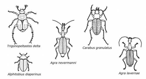 A student studied drawings of the following five insects from the order of Coleoptera. Which two in