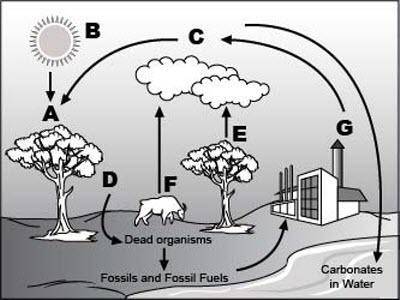 Look at the following diagram of the carbon cycle. An image of carbon cycle is shown. The sun, a cl