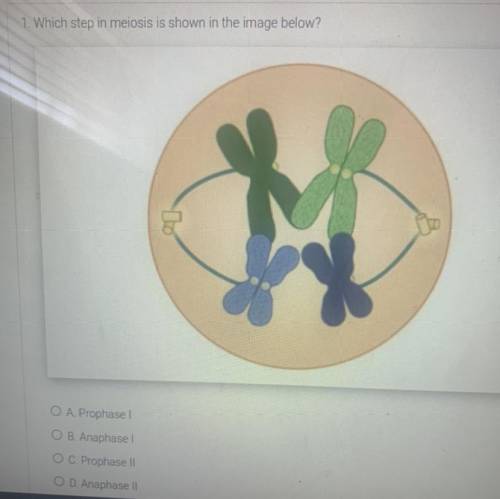 Which step is meiosis is shown in the image below ?