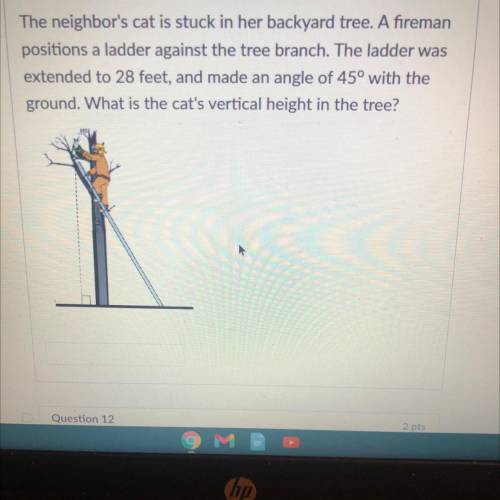 The neighbor's cat is stuck in her backyard tree. A fireman

positions a ladder against the tree b