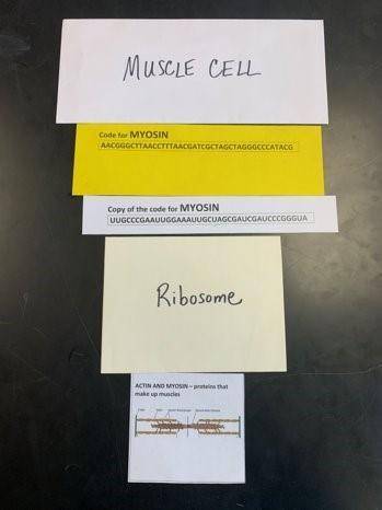 You are lifting weight:

a. Determine the cell type that will make the necessary protein in each s