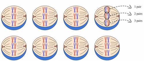 The image here shows potential outcomes for chromosomes at a particular stage of meiosis. Which que