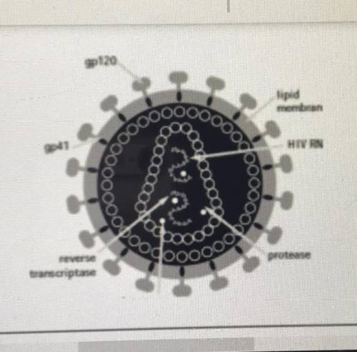 The diagram to the right shows an HIV particle.

What is the function of the glycoproteins on the