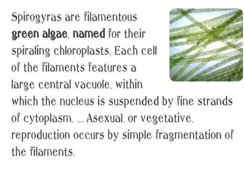 Explain how spirogyra is also called green algae reproduces in water.