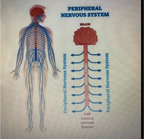 The central nervous system (CNS) is composed of the spinal cord and brain. ALL BUT ONE of the choic