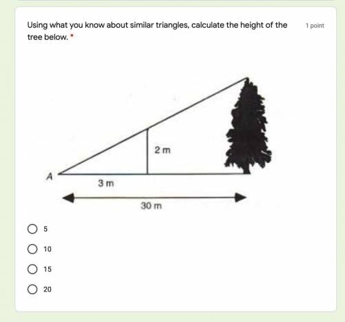 Using what you know about similar triangles, calculate the height of the tree below.
