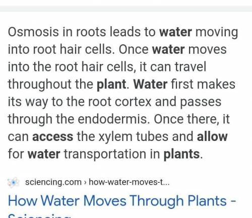 Explain how the structure of a plant allows it to obtain and keep water.