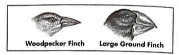 The images below show two types of finches that live on different Galapagos Islands. Scientists hav