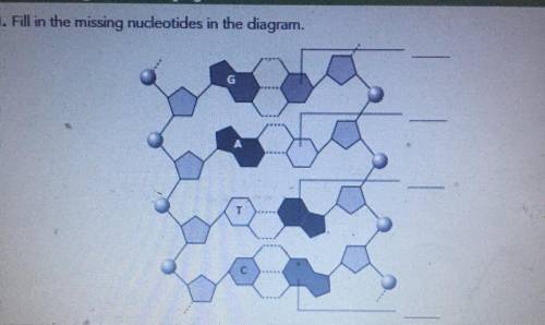 2. What do you notice about the number of hydrogen bonds that exist between the nucleotides?

3. W