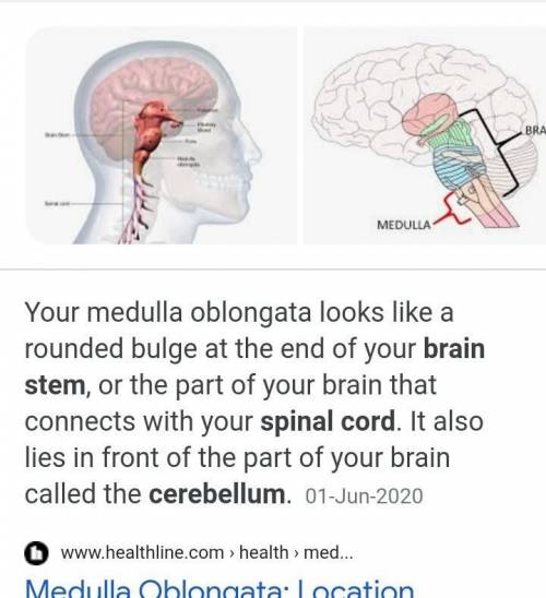 Where is the medulla oblongata located.​