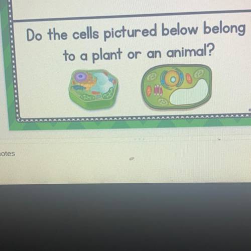Do the cells pictured below belong
to a plant or an animal?