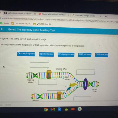 The image below shows the process of dna replication. identify the components of the process.