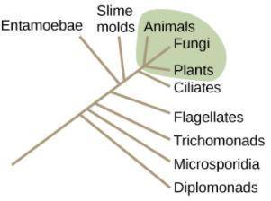 The diagram shows a hypothetical model of the relationships between groups of organisms. Ciliates a