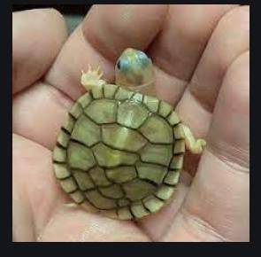 MEET TINY TIM

people say this is the song....
I had a little turtle, his name was Tiny Tim.
I put