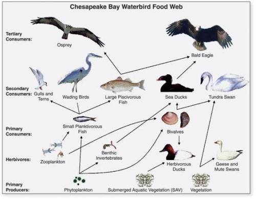 PLZ HELP IT IS DUE TODAY

the diagram below shows a Chesapeake Bay Waterbird Food Web. What might