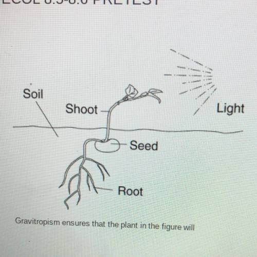 Gravitropism ensures that the plant in the figure will

A.)grow roots into the soil.
B.)wrap tight