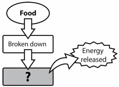 The diagram provided is an incomplete concept map for the process plants use to get energy from foo