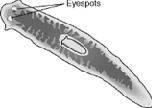 Look at the picture of a planarian below.

Which is most likely the function of the labeled struct
